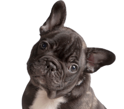 french bulldog puppy