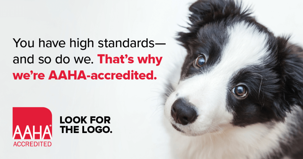 premier pet care is aaha accredited